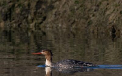 Red Breasted Merganser