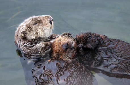 Heartwarming scene of an otter with a pup on its stomach, showcasing a special bonding moment during a memorable Monterey Bay Eco Tour.