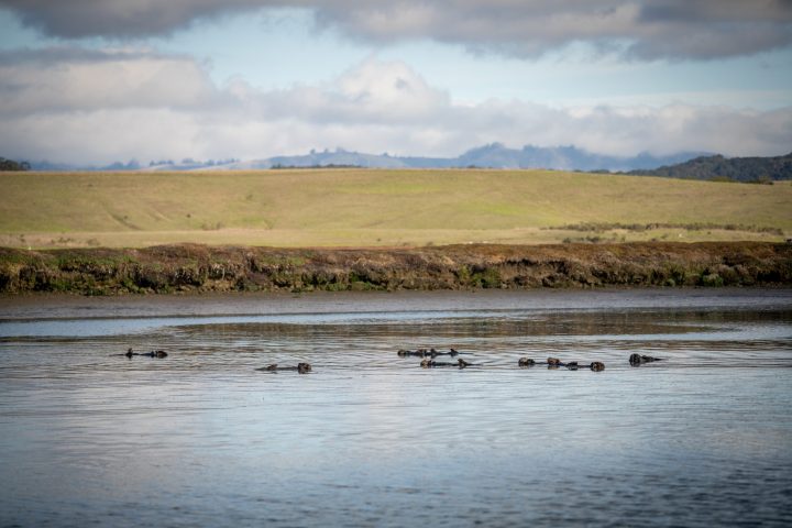 Raft of Otter Elkhorn Slough Moss Landing