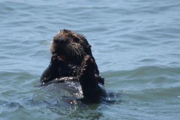 Electric Catamaran Tours | Monterey Bay Eco Tours