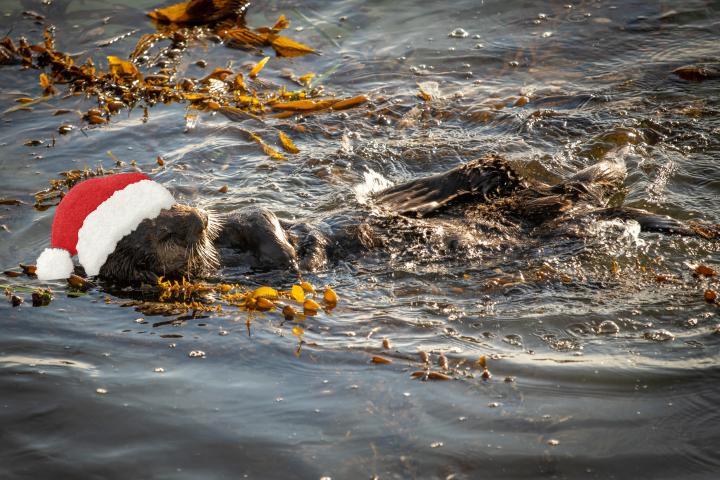 Sea Otter Wearing a Santa Hat Monterey Bay Elkhorn Slough