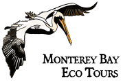 Monterey Bay Eco Tours