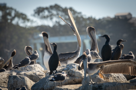 Brown Pelicans Monterey Bay Elkhorn Slough