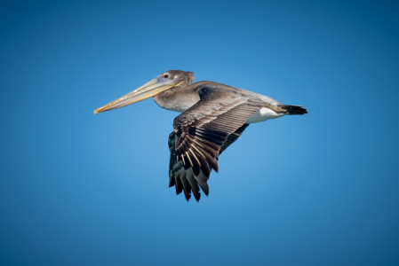 Monterey Bay Birds Brown Pelican 