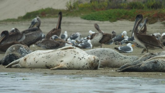 In the tranquil embrace of Elkhorn Slough, a harbor seal succumbs to peaceful slumber on a secluded spot of the sandy shore. Serenity envelops the scene as the seal's body gently rises and falls with each breath, mirroring the ebb and flow of the nearby tides. Its silky gray coat glistens in the soft sunlight, its eyes closed in blissful repose.Lulled by the symphony of nature, the seal finds solace amidst the gentle lapping of the waves and the distant calls of seabirds. Its whiskers twitch slightly, perhaps in response to a passing dream or a distant memory of underwater adventures. The surrounding flora and fauna stand as silent witnesses to this moment of tranquility, while the slough's encompassing beauty paints a serene backdrop.

In this intimate snapshot, we glimpse the harmony of nature and the embodiment of pure relaxation. The seal's slumber invites us to appreciate the simple joys of rest, to find solace in the rhythms of life, and to cherish the precious moments of stillness that exist even in the most vibrant ecosystems.