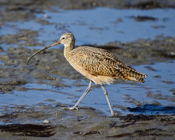 Discover the Marvels of the Long-Billed Curlew | Monterey Bay Eco Tours