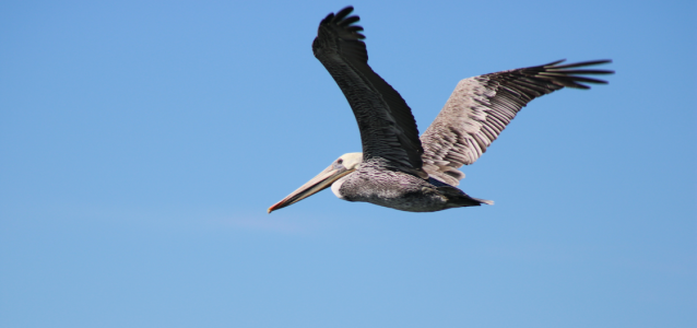 a pelican flying in the air above Elkhorn Slough